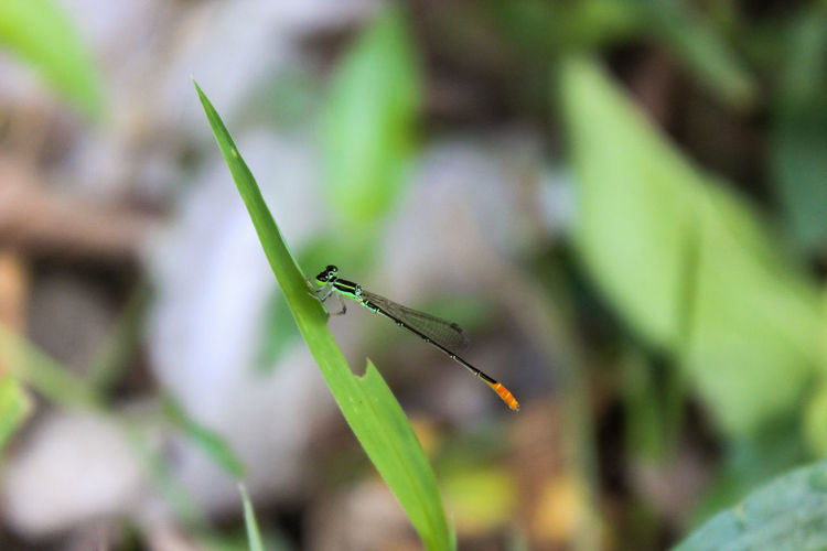 Close-up of grasshopper on leaf against blurred background