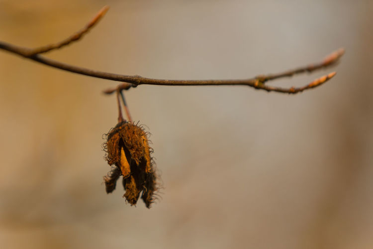Close-up of dried branch