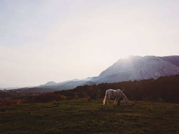 Fields, mountains and horses - the perfect picture