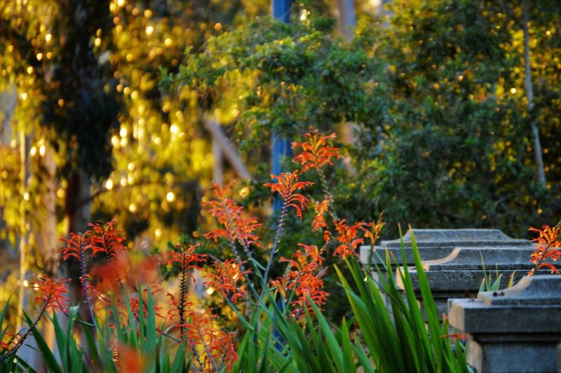 View of orange flowering plants in garden