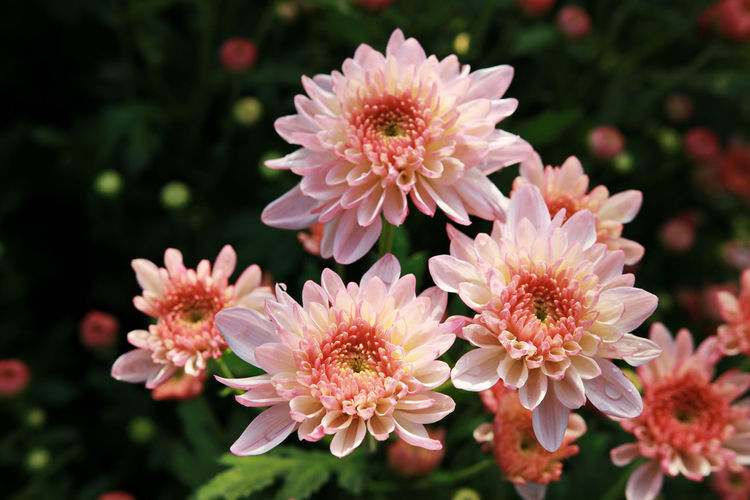 Close-up of pink chrysanthemums blooming outdoors
