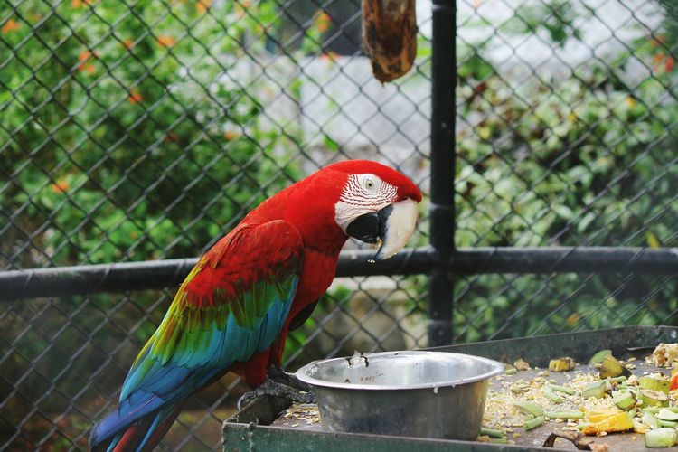 Green-winged macaw perching on metal in cage at emperor valley zoo