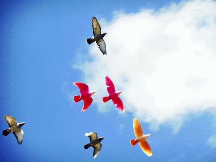 Low angle view of multicolored birds flying against cloudy sky
