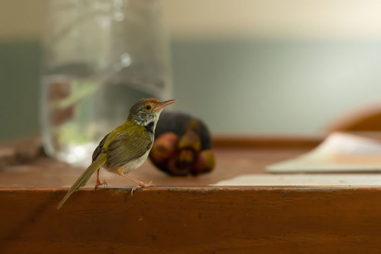 Bird perching on wooden table