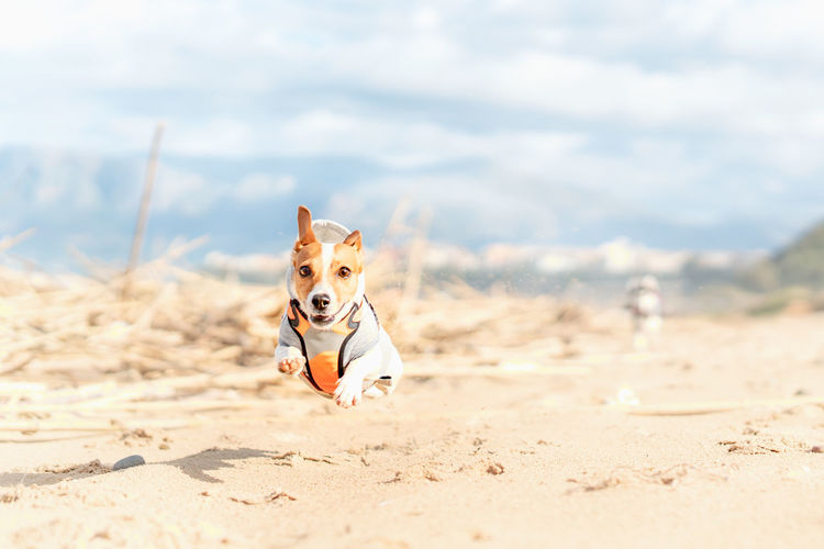 Tsunami the jack russell terrier dog flying towards the camera on a sandy beach