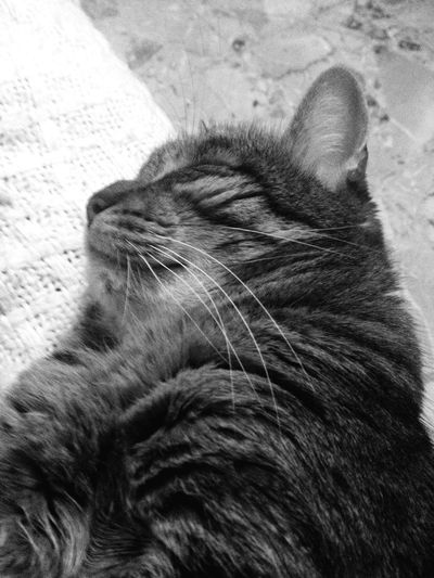 Close-up of cat sleeping