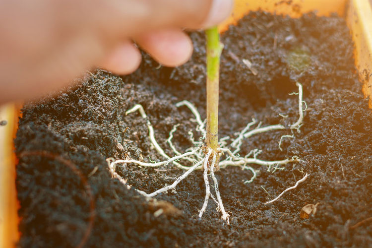 Cropped hand holding root in dirt