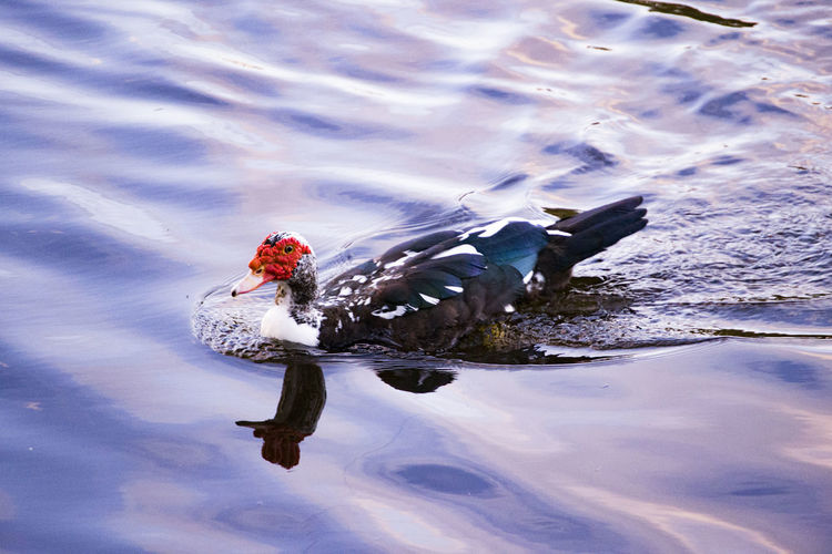 High angle view of muscovy duck swimming at lake 