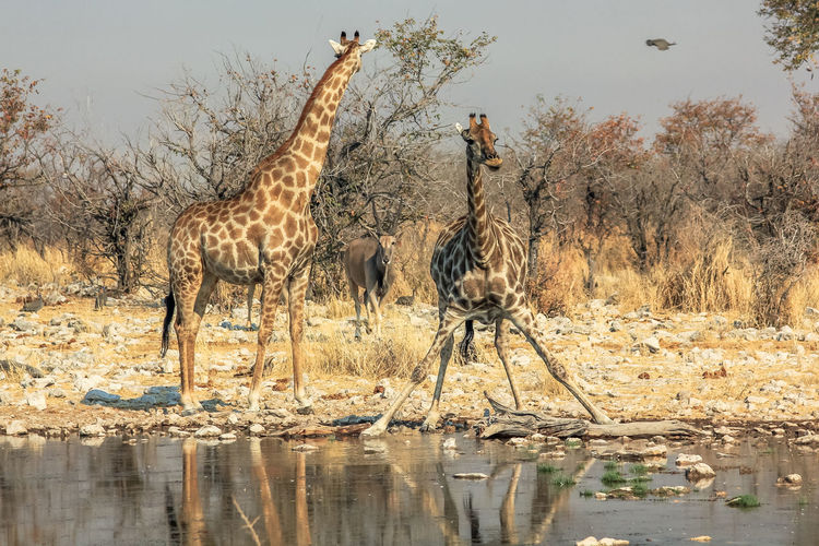 Giraffes by lake against sky