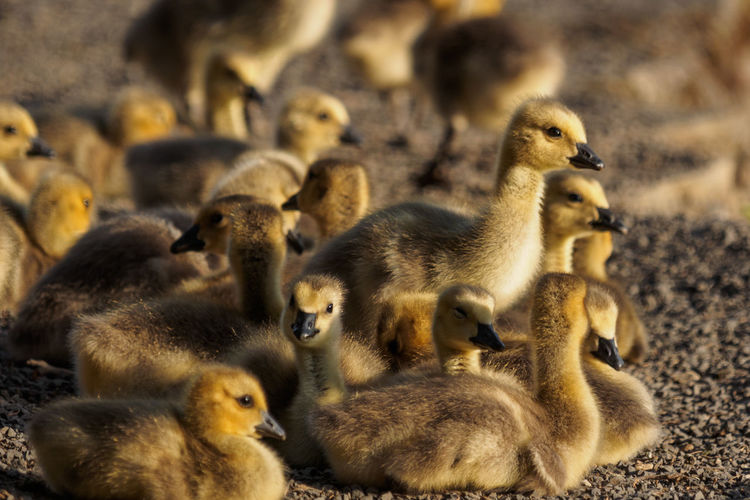 Close-up of goslings at farm