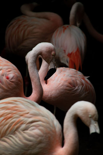 Chilean flamingoes