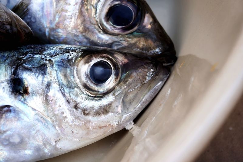 Close-up of fish in container