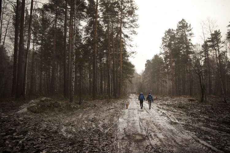 Rear view of friends walking on footpath in forest during winter