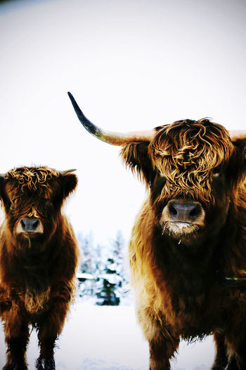 Portrait of two highland cattle cows
