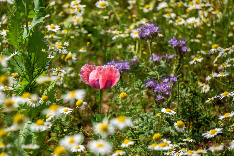 Close-up of pink flowering plants on field