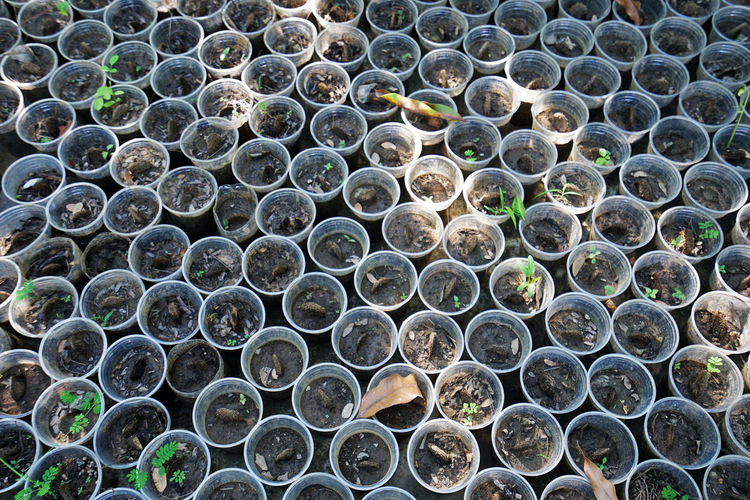 Seedling plants in small pots