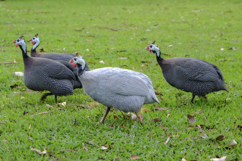 Guinea fowls walking on grassy field