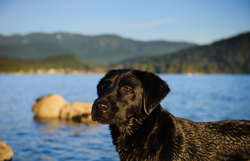 Black labrador by river against sky on sunny day