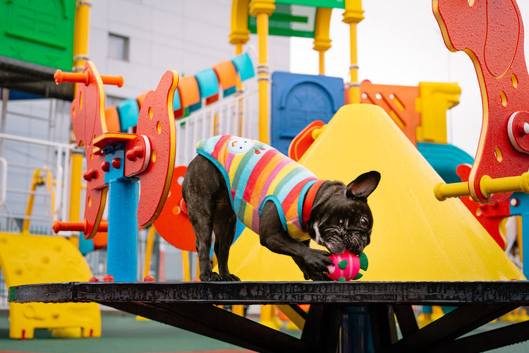 French bulldog playing with toy on playground