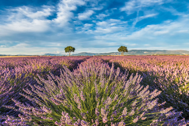 Scenic view of lavender field in provence against dramatic sky at sunset