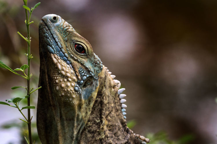 Closeup profile of endangered grand cayman blue iguana stretching neck to eat leaves