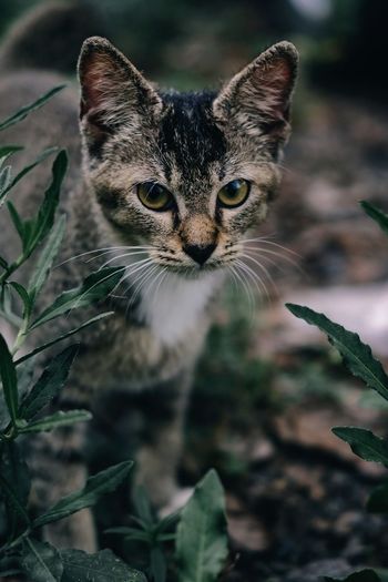 Close-up portrait of tabby kitten
