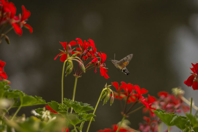 Close-up of hummingbird hawkmoth flying over red flowers