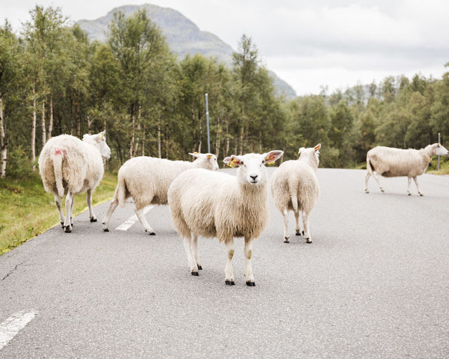 View of sheep on the road