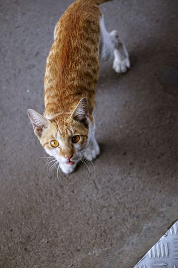 High angle portrait of cat looking at street in city