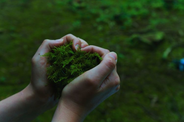 Close-up of hand holding plant