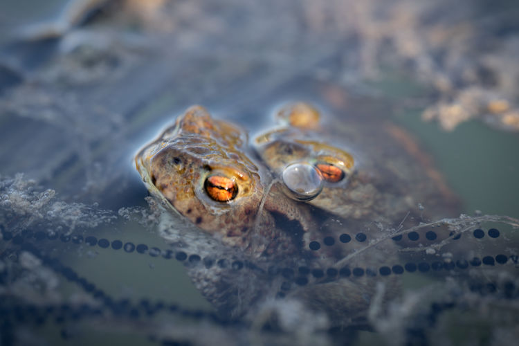 Close-up of two frogs in sea