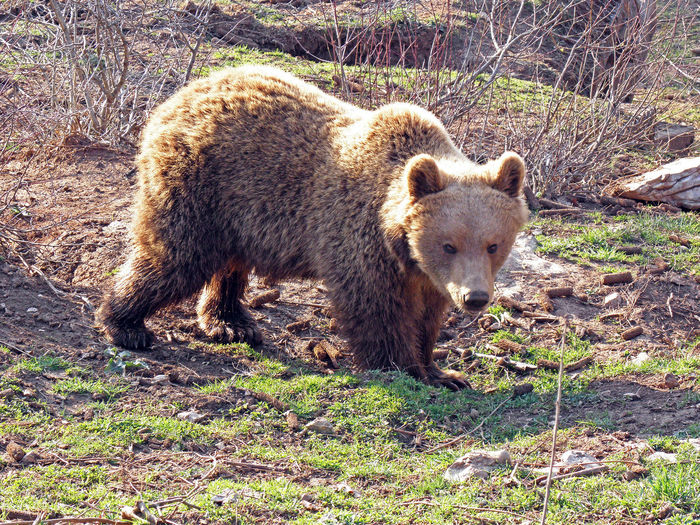 Grizzly bear standing on field