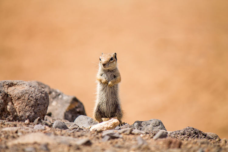 Close-up of squirrel standing on rock