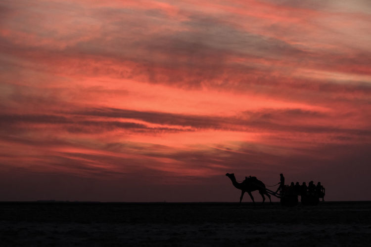Silhouette of horse on beach against orange sky