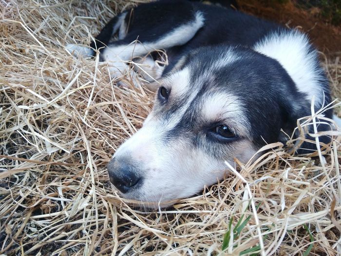 High angle view of dog