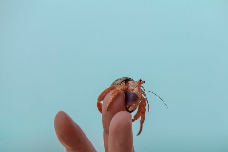 Close-up of a hand holding a crab