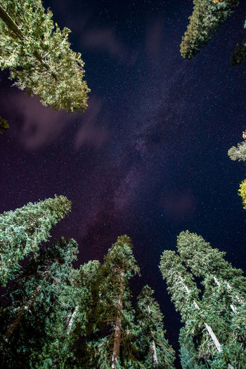 Trees and plants growing against sky at night