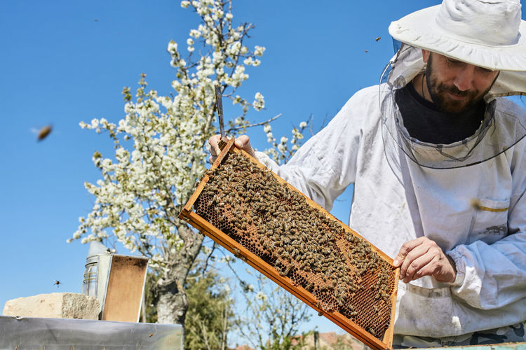 Beekeeper wearing protective suit examining beehive frame at farm