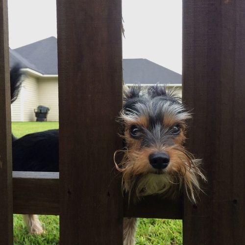 Portrait of a dog