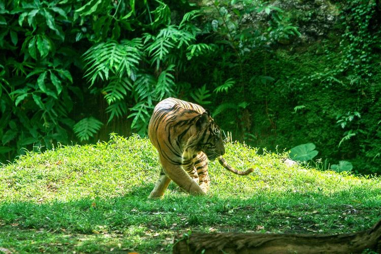jungle