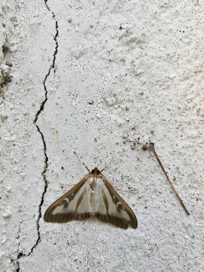 High angle view of insect on wall