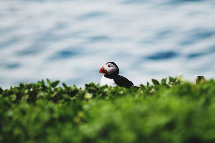 A lone puffin, how simply beautiful