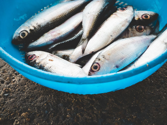 High angle view of dead fishes in blue bowl on rock