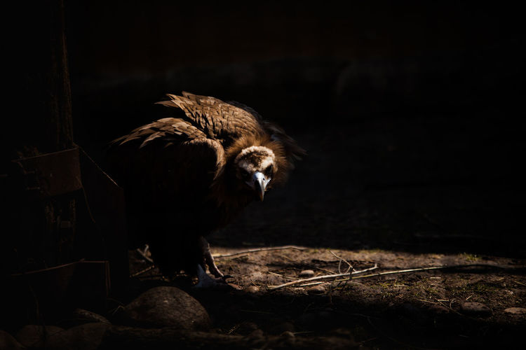 Vulture at zoo