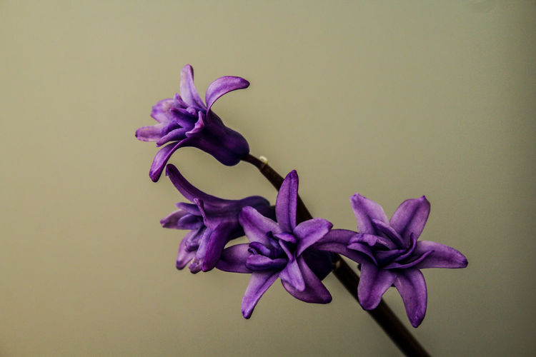 Close-up of purple flowering plant against wall