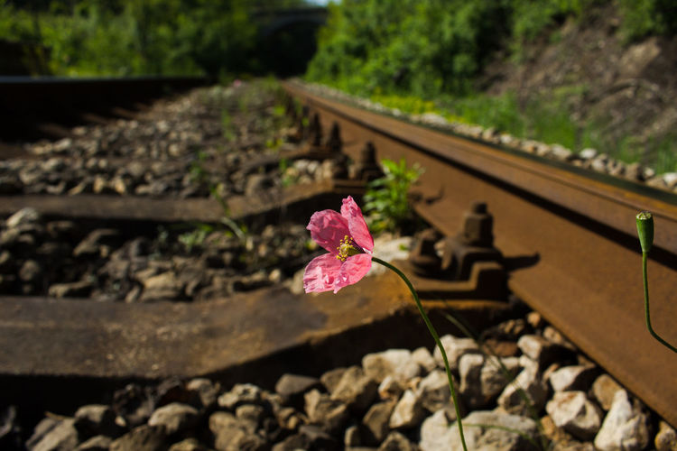 Close-up of pink flower on railroad track