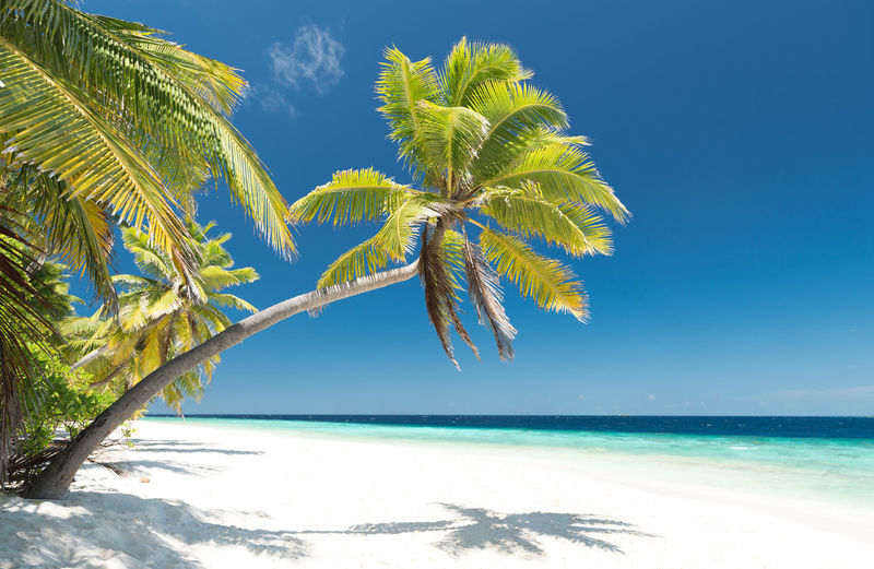 Tropical paradise beach with white sand and coconut palm trees
