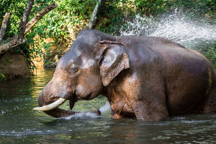 Elephant bathing in lake