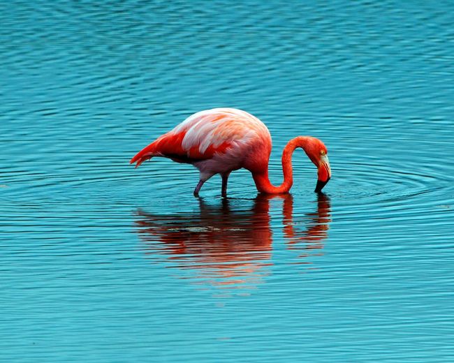 Galapagos flamingo phoenicopterus ruber reflection in lake galapagos islands, ecuador.