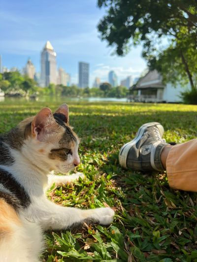 cat